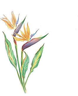 位圖 寫意花卉 植物 花朵 免費(fèi)素材