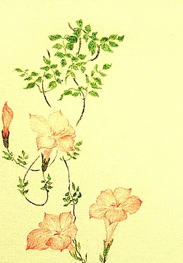 位圖 寫意花卉 植物 花朵 免費(fèi)素材