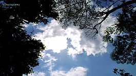 天空下的森林風景