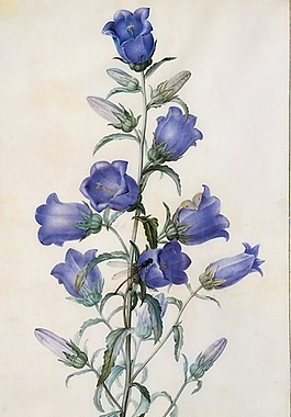 位圖 寫意花卉 植物 花朵 免費素材