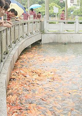 公園錦鯉