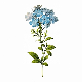 位圖 寫意花卉 植物 花朵 免費素材