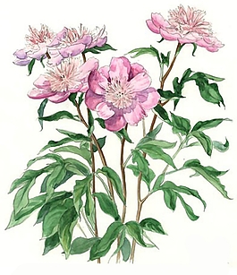 位圖 寫意花卉 植物 花朵 免費(fèi)素材