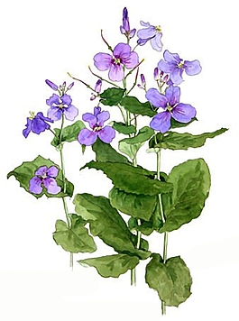位圖 寫意花卉 植物 花朵 免費(fèi)素材