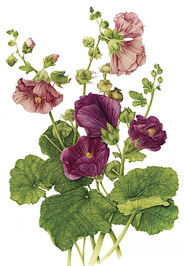 位圖 寫意花卉 植物 花朵 免費素材