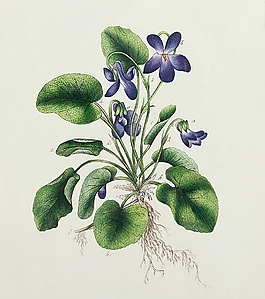位圖 寫意花卉 植物 花朵 免費素材