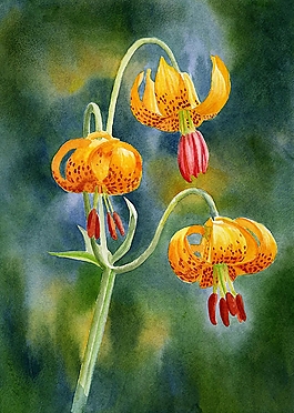 位圖 寫(xiě)意花卉 植物 花朵 免費(fèi)素材