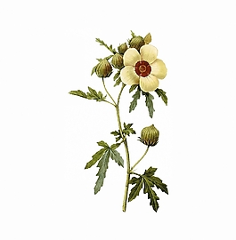 位圖 寫意花卉 植物 花朵 免費(fèi)素材