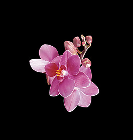 位圖 寫實(shí)花卉 植物 花朵 免費(fèi)素材