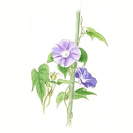 位圖 寫意花卉 植物 花朵 免費(fèi)素材