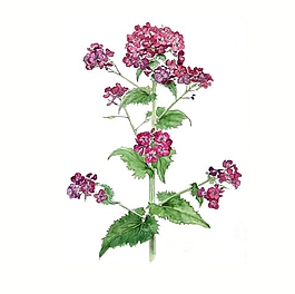 位圖 寫意花卉 植物 花朵 免費素材