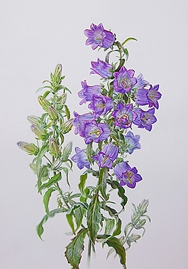 位圖 寫意花卉 植物 花朵 免費(fèi)素材