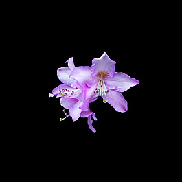 位圖 寫實(shí)花卉 植物 花朵 免費(fèi)素材