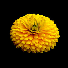 位圖 寫實(shí)花卉 植物 花朵 免費(fèi)素材