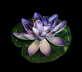 位圖 寫實花卉 植物 花朵 免費(fèi)素材