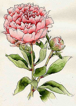 位圖 寫意花卉 植物 花朵 免費素材