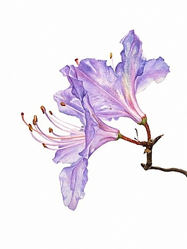 位圖 寫意花卉 植物 花朵 免費(fèi)素材
