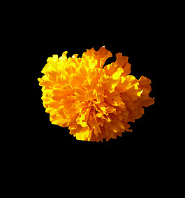 位圖 寫實花卉 植物 花朵 免費(fèi)素材