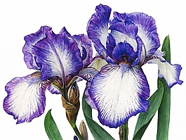 位圖 寫意花卉 植物 花朵 免費素材
