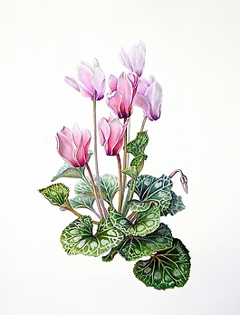 位圖 寫意花卉 植物 花朵 免費素材