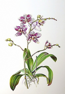 位圖 寫(xiě)意花卉 植物 花朵 免費(fèi)素材