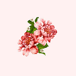 位圖 psd 植物 花朵 免費(fèi)素材