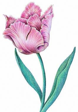 位圖 寫意花卉 植物 花朵 免費(fèi)素材