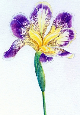 位圖 寫意花卉 植物 花朵 免費(fèi)素材