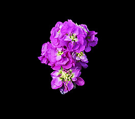 位圖 寫實花卉 植物 花朵 免費素材