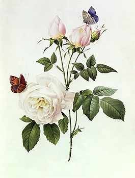 位圖 寫(xiě)意花卉 植物 花朵 免費(fèi)素材