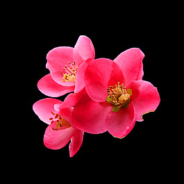 位圖 寫實花卉 植物 花朵 免費素材