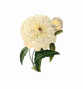 位圖 寫意花卉 植物 花朵 免費素材