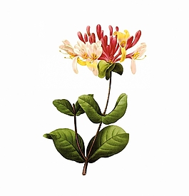 位圖 寫意花卉 植物 花朵 免費(fèi)素材