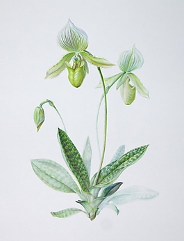 位圖 寫(xiě)意花卉 植物 花朵 免費(fèi)素材