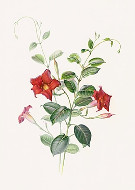 位圖 寫意花卉 植物 花朵 免費(fèi)素材