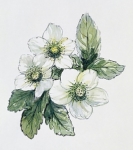 位圖 寫(xiě)意花卉 植物 花朵 免費(fèi)素材