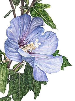 位圖 寫意花卉 植物 花朵 免費(fèi)素材