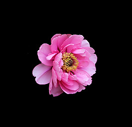 位圖 寫實(shí)花卉 植物 花朵 免費(fèi)素材