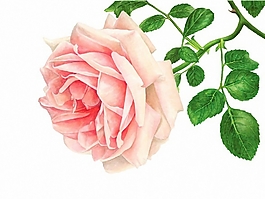 位圖 寫意花卉 植物 花朵 免費素材