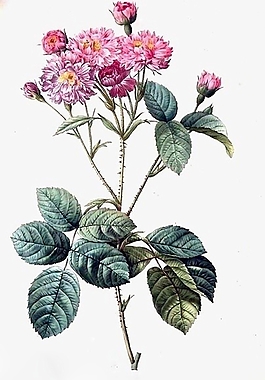 位圖 寫意花卉 植物 花朵 免費(fèi)素材