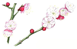 位圖 寫意花卉 植物 花朵 免費素材