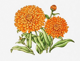 位圖 寫意花卉 植物 花朵 免費素材
