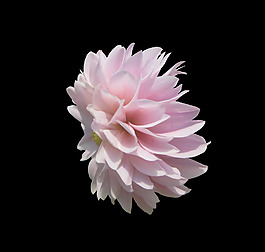 位圖 植物 花朵 寫實(shí)花卉 高清 免費(fèi)素材
