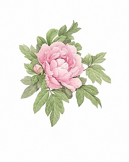 位圖 植物圖案 寫(xiě)意花卉 花朵 牡丹 免費(fèi)素材