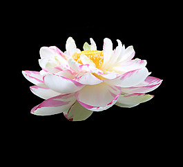 位圖 植物 花朵 寫實花卉 高清 免費素材