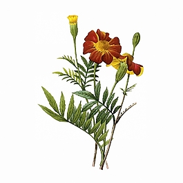 位圖 寫意花卉 植物 花朵 免費素材
