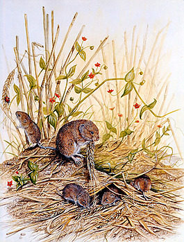 位圖 藝術(shù)效果 油畫 動(dòng)物 老鼠 免費(fèi)素材