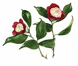位圖 寫意花卉 植物 花朵 免費素材