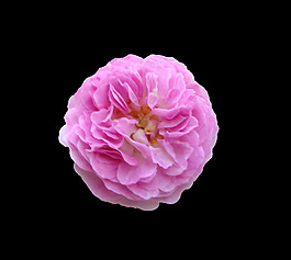 位圖 寫實(shí)花卉 植物 花朵 免費(fèi)素材