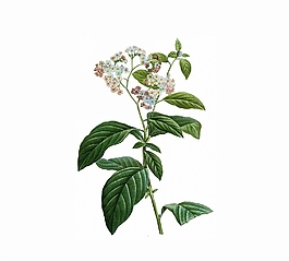 位圖 寫意花卉 植物 花朵 免費素材